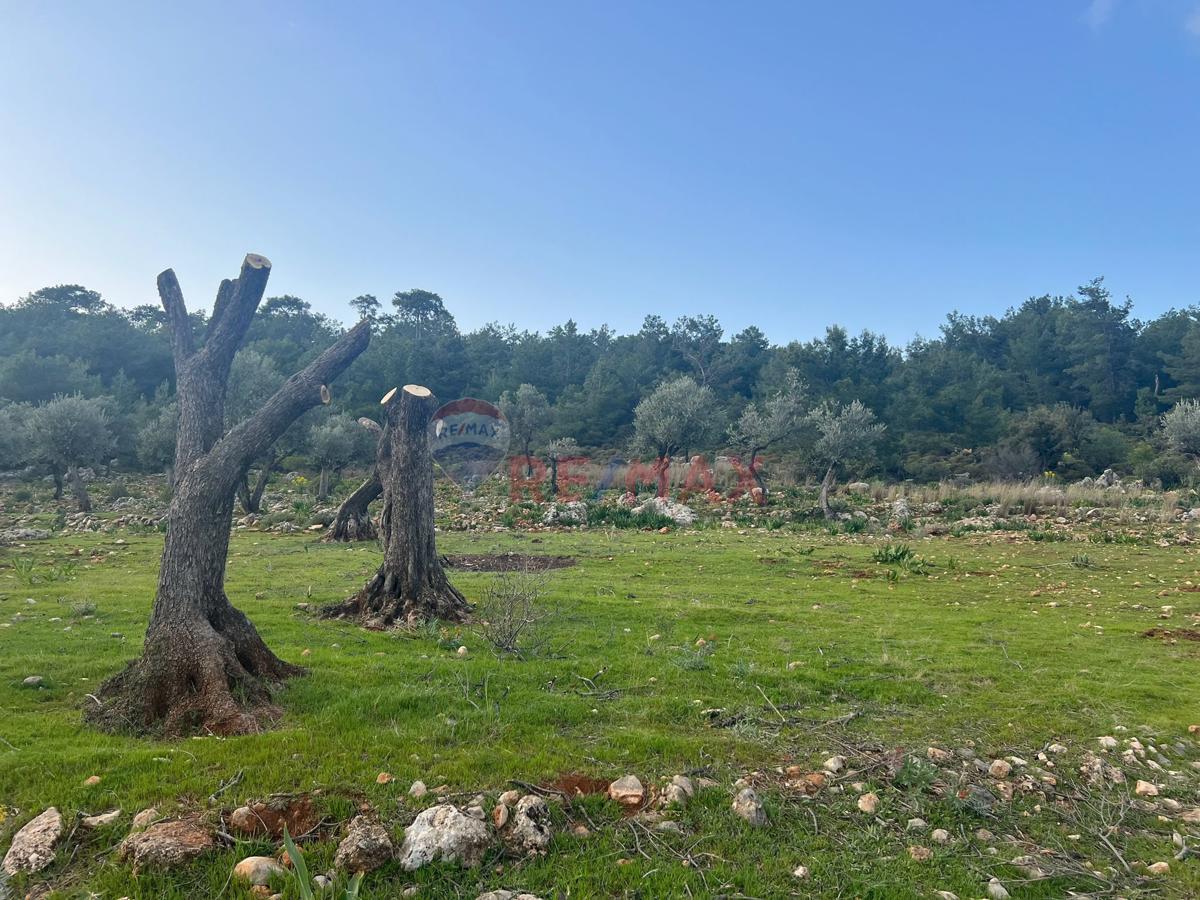 RE/MAX MUĞLA SEYDİKEMER YAKABAĞ'DA SATILIK TARLA - Küçük Görsel 3